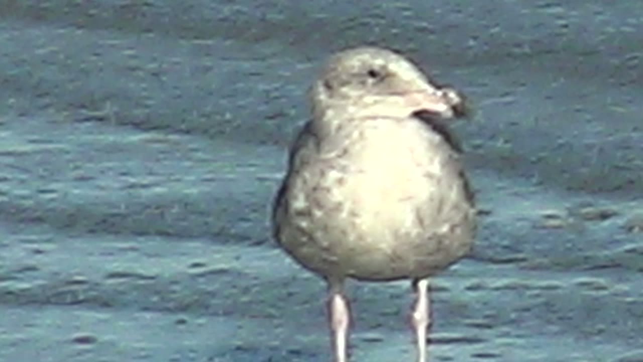 A pale seagull stands facing slightly left on the wet shore at La Bocana, Baja California Sur, with both legs visible and no visible people.