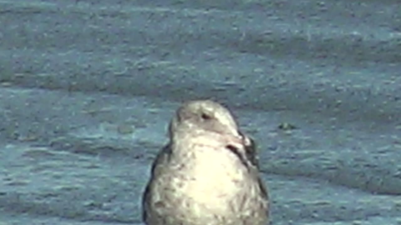 Seagull cropped closer with its head turned to the side.