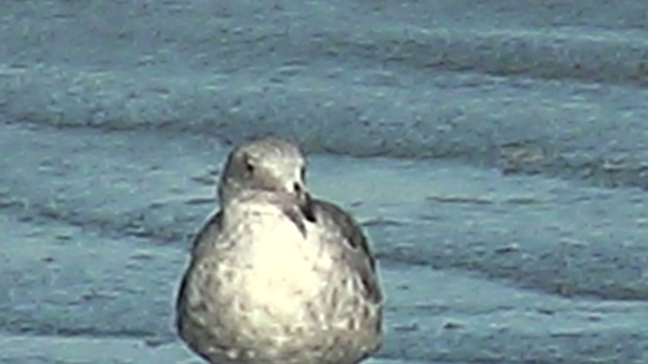 A seagull faces nearly forward on the blue wet shore at La Bocana, Baja California Sur, with mottled gray wings visible and no visible people.