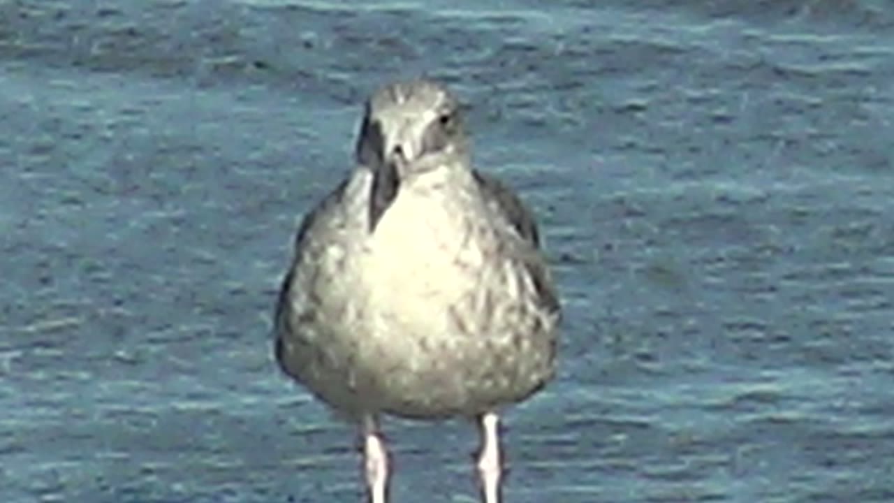 A seagull faces the camera in shallow blue water at La Bocana, Baja California Sur, with bright light on its pale chest and no visible people.