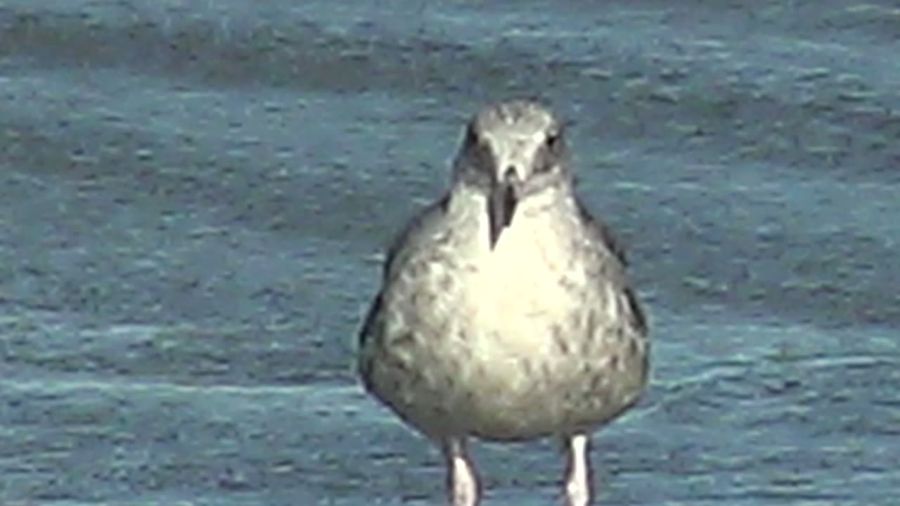 The seagull stands centered on rippled blue water in La Bocana, Baja California Sur, looking forward with its legs visible and no visible people.