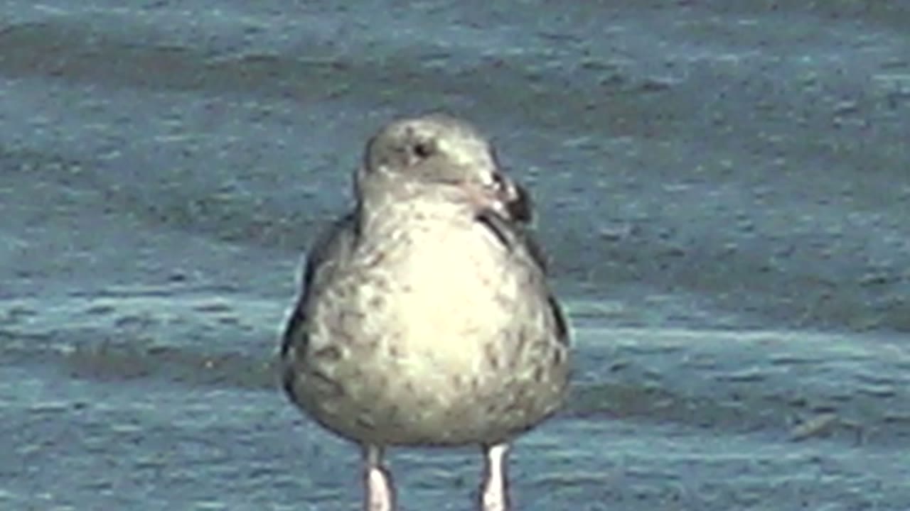 A seagull at La Bocana, Baja California Sur turns its head to one side while standing in blue water, with no shoreline structures or visible people in frame.