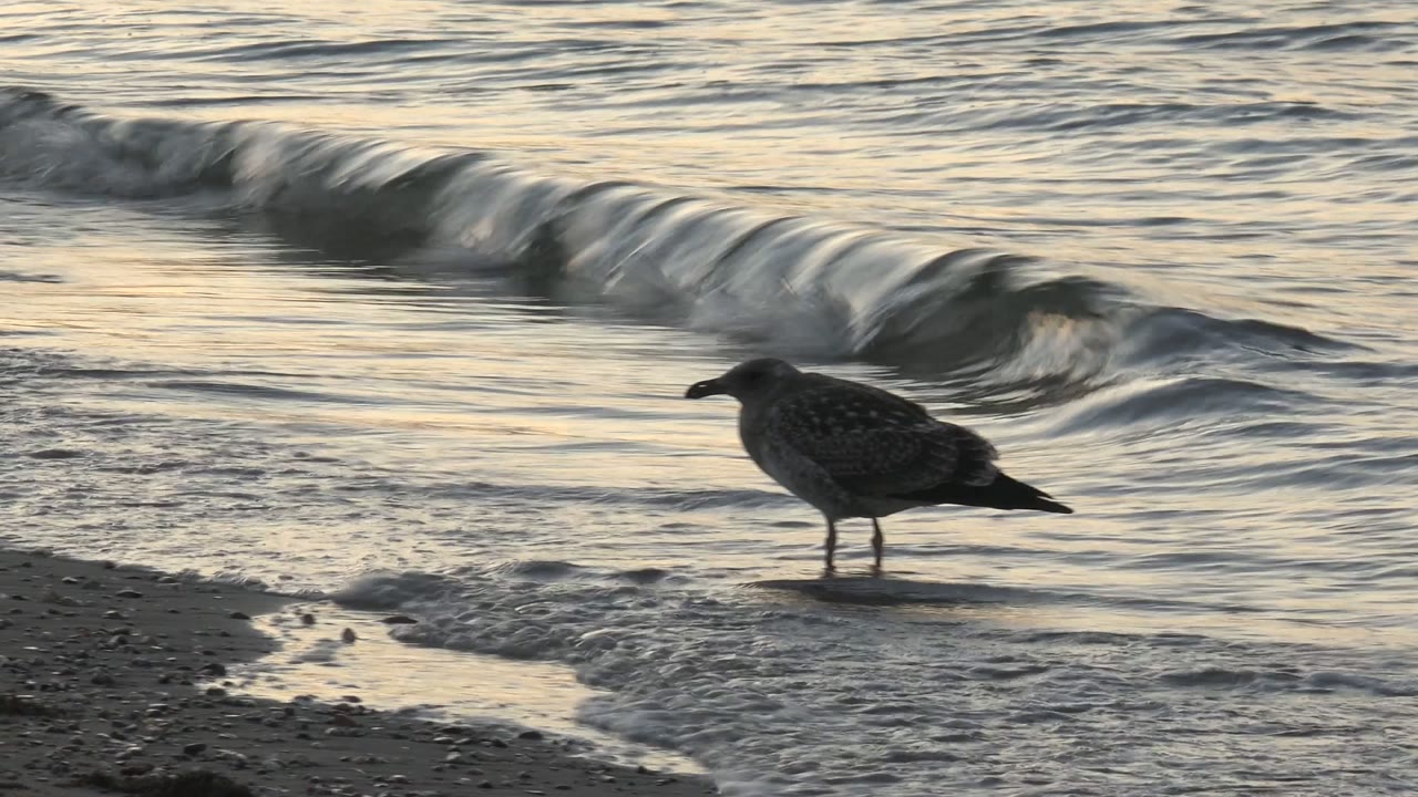A gull stands near the left side of the wet shoreline in Bahia De Los Angeles as a low wave curls behind it, with reflective sand and no visible people.