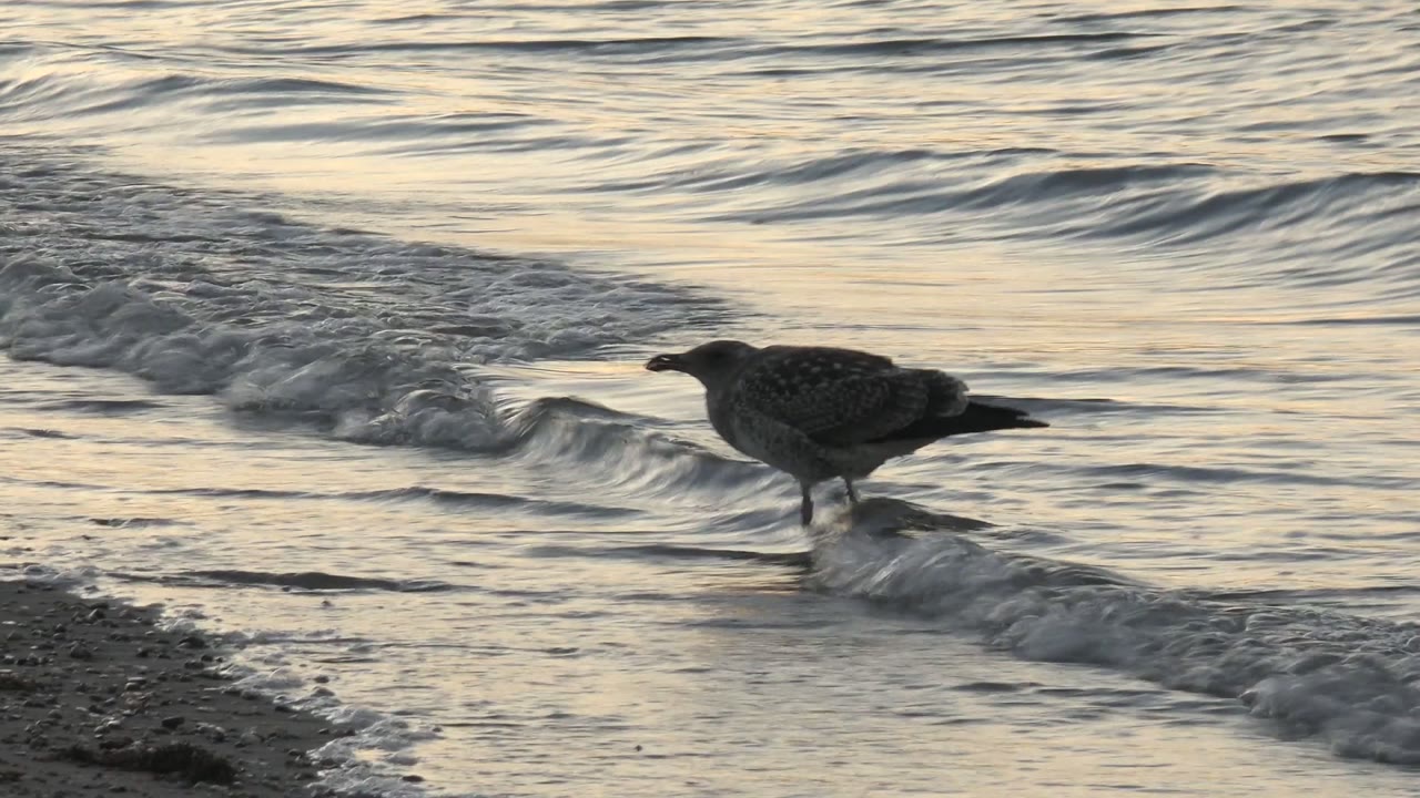 Gull at the waterline as foam runs across wet sand.