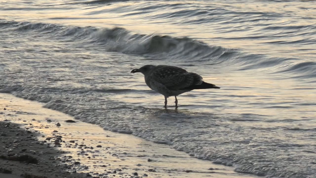 A gull stands on the right side of the shallow shore in Bahia De Los Angeles, backed by rippled ocean water and a broken strip of foam, with no visible people.
