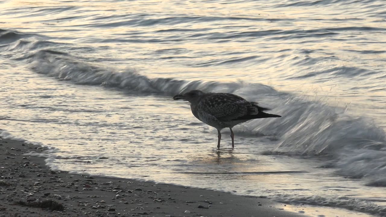 A seagull stands at the Bahia De Los Angeles shoreline as a small wave curls behind it and wet sand catches muted gold light, with no visible people.