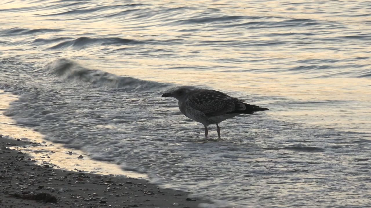 Seagull standing on wet sand as foamy water spreads around it.