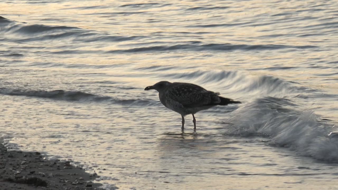 A seagull stands in profile on the Bahia De Los Angeles beach while a low wave crest runs behind it and textured ocean water fills the upper frame, with no visible people.
