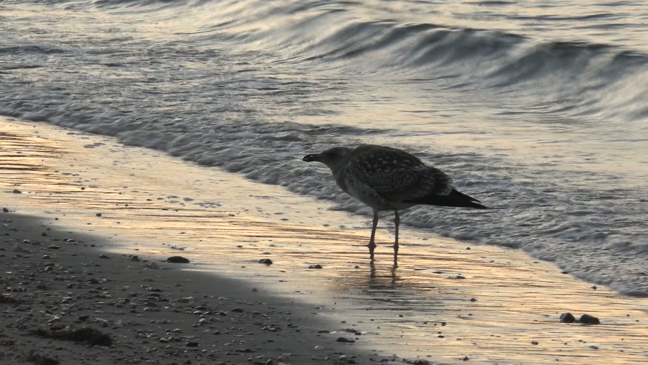A seagull stands on reflective wet sand at Bahia De Los Angeles as a small wave curls behind it, with no visible people.