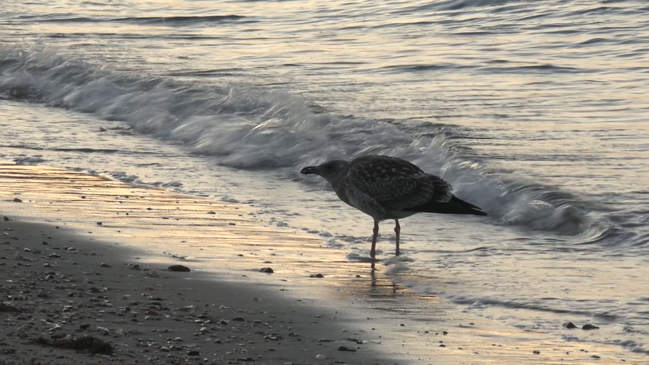 Seagull at the shoreline with foamy water behind it