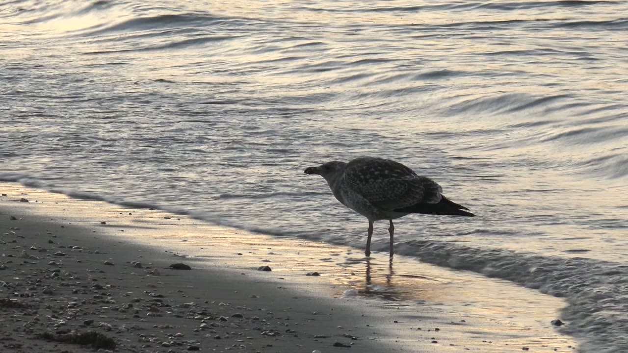 A lone seagull stands on the sloped wet beach at Bahia De Los Angeles as low water pulls back behind it, with no visible people.