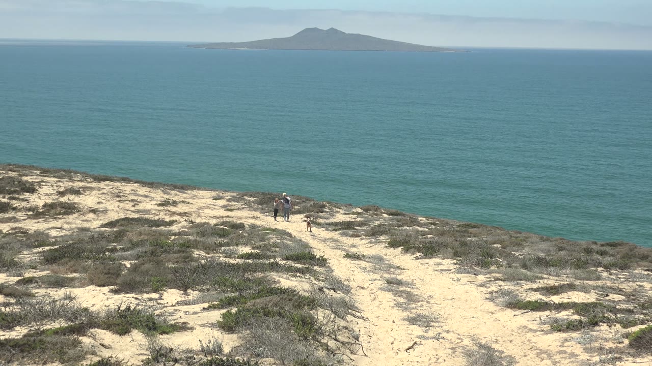 Walker and dog farther along the sandy path with ocean behind.