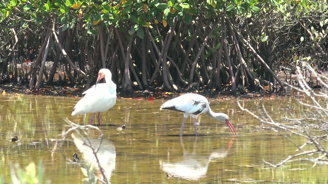 Two white ibises stand in shallow reflective mangrove water in San Carlos, Baja California Sur, with one bird upright and the other lowering its bill, no visible people.