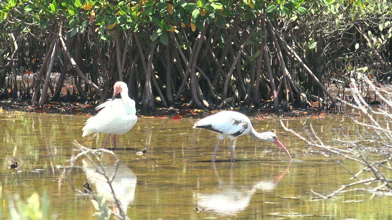 One ibis feeds while another stands in reflective mangrove water