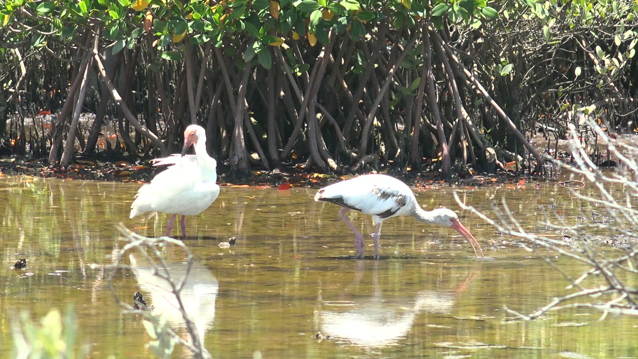The two white ibises remain in the mangrove shallows, with the feeding bird stretched forward and the standing bird reflected in bright water, no visible people.