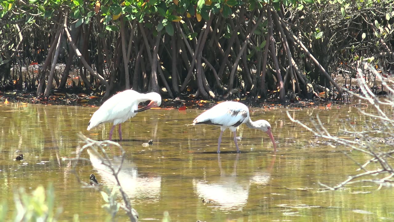 Two white ibises wade through shallow reflective water in San Carlos, Baja California Sur, with mangrove roots behind them and no visible people.