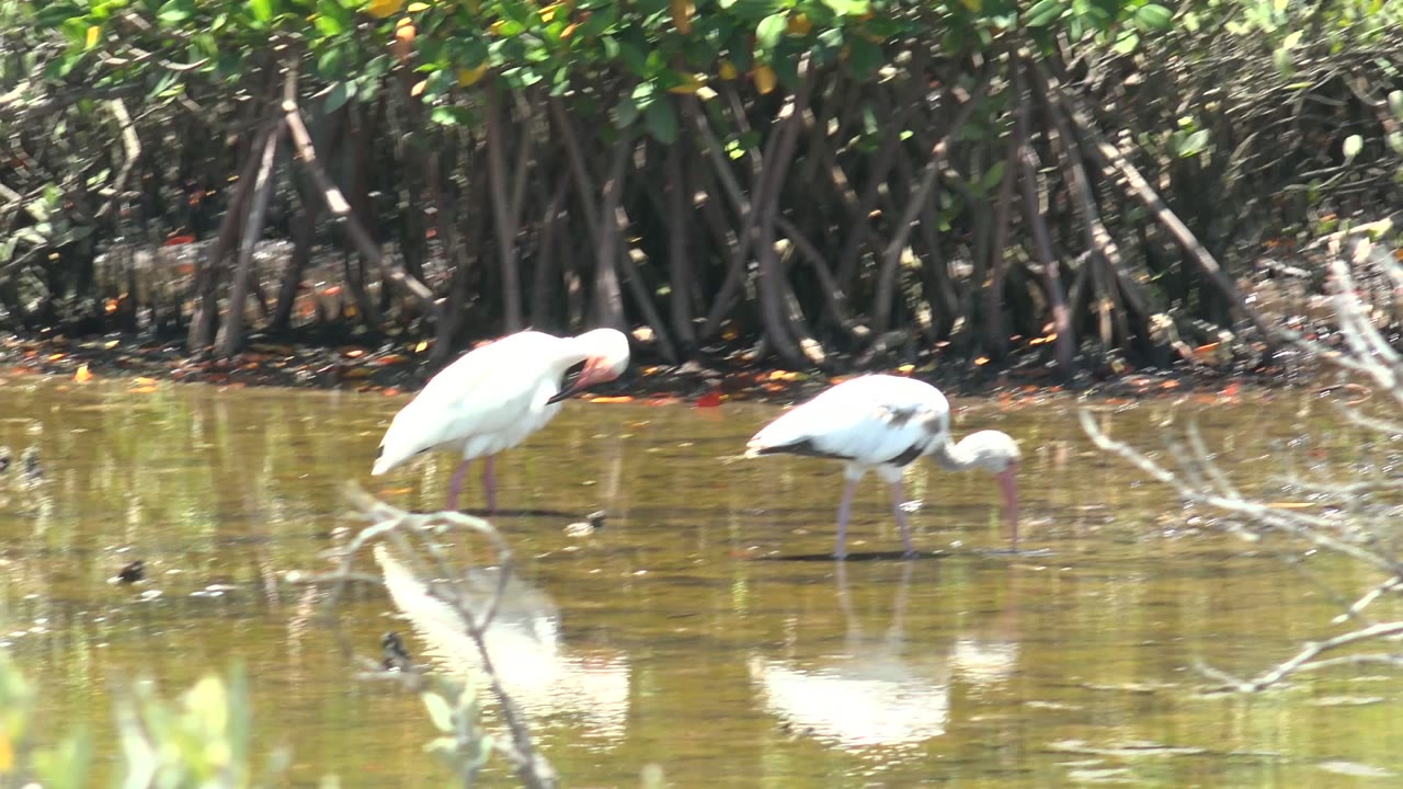 Two ibises in shallow water, one bird lowering its bill.