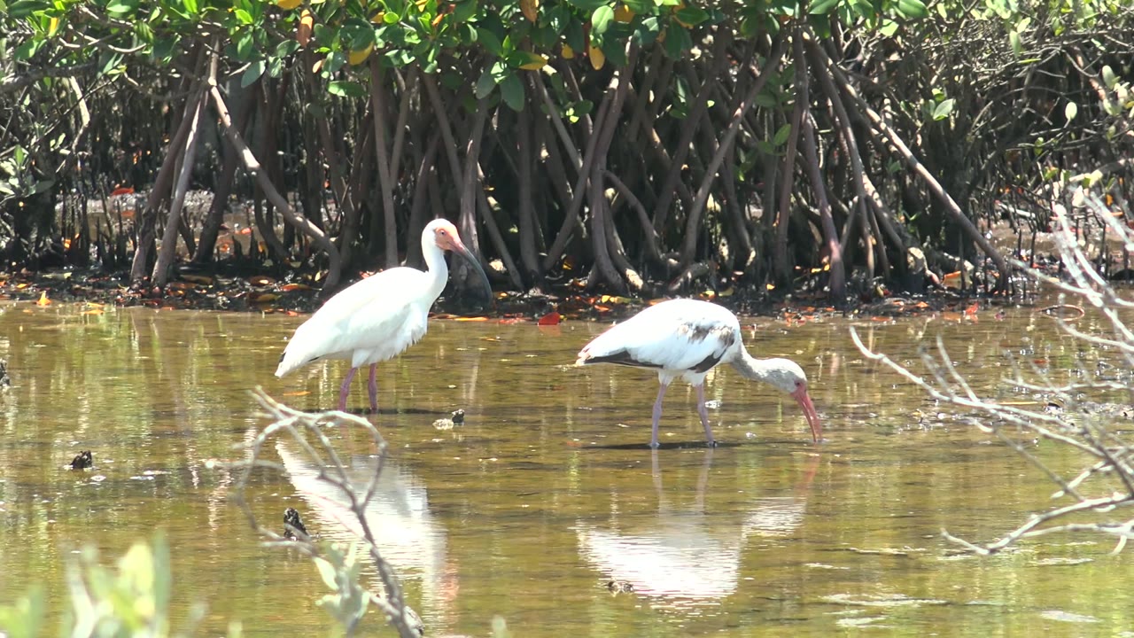 The ibises remain side by side in reflective shallow water in San Carlos, Baja California Sur, with one bird's head down near the surface and no visible people.