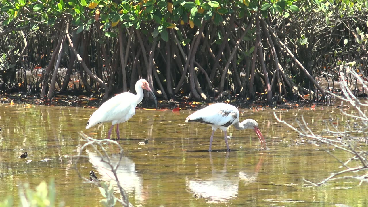 White ibises reflected in still mangrove water.