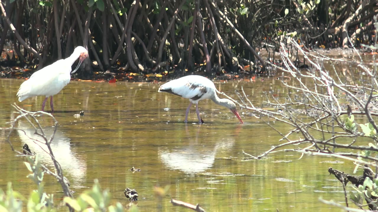 Two white ibises stand in shallow mangrove water in San Carlos, Baja California Sur, with one bird upright and the other dipping its bill toward the water, no visible people.