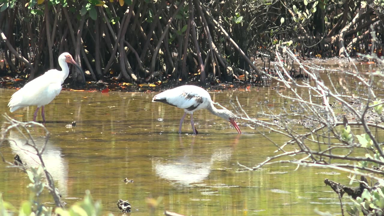 One ibis stands upright while the other feeds in shallow water.