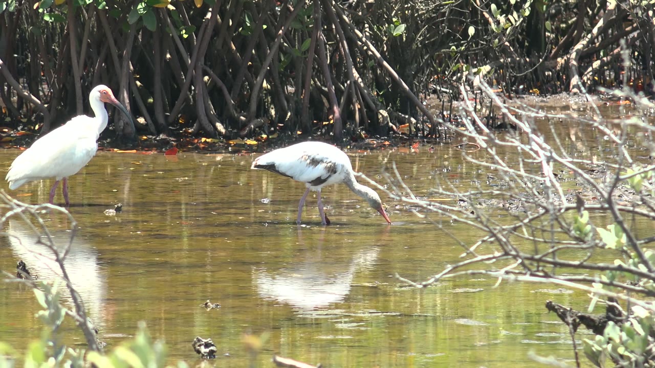 Two white ibises occupy the midground of a San Carlos mangrove channel, with the right bird still probing the water and mirrored white shapes visible below, no visible people.