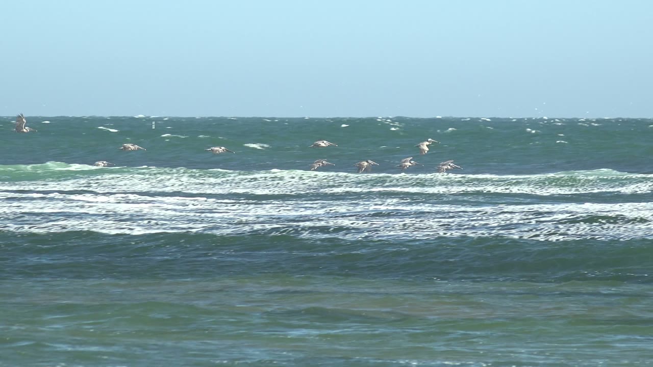 Group of seabirds crossing low over surf