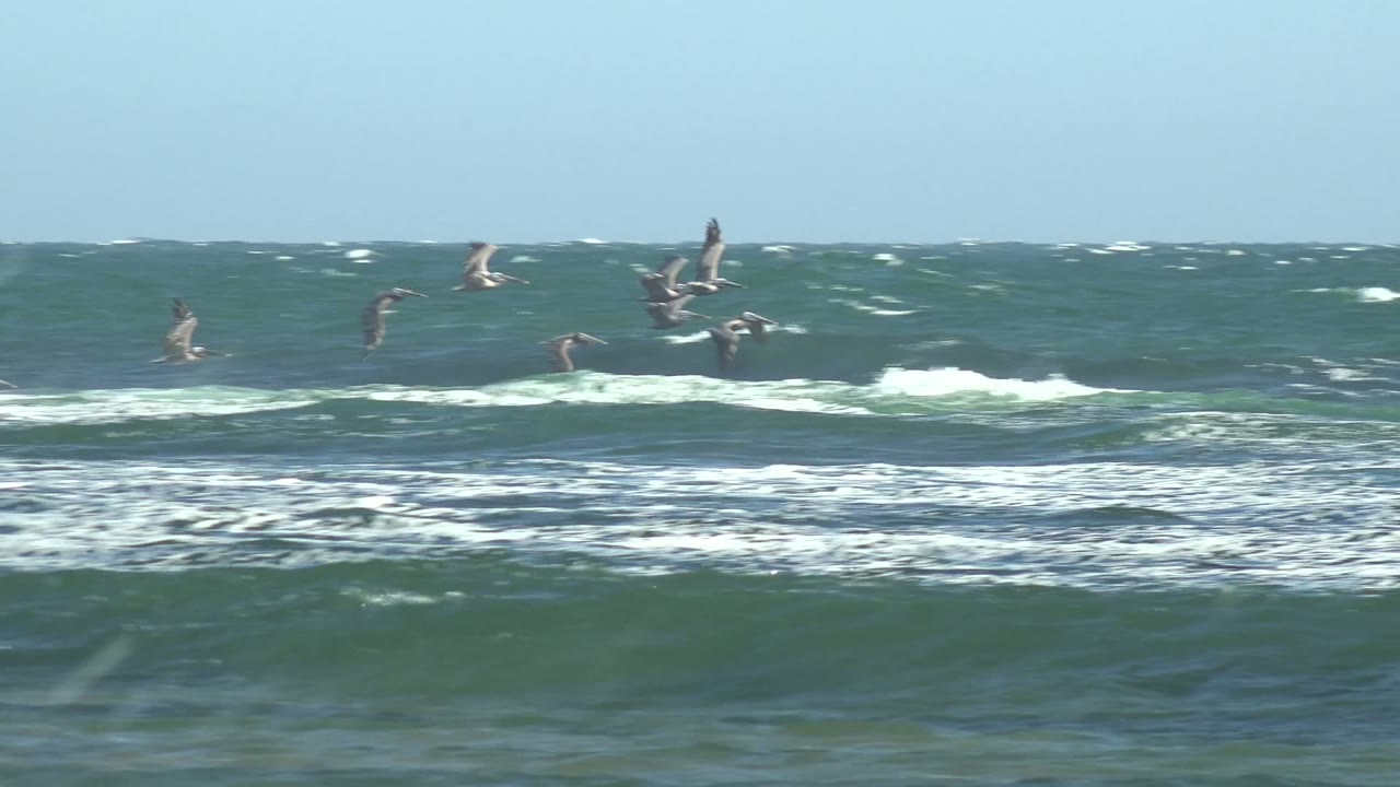Seabirds appear spread across the horizon line above rolling blue-green swell at La Bocana, Baja California Sur, with no visible people.