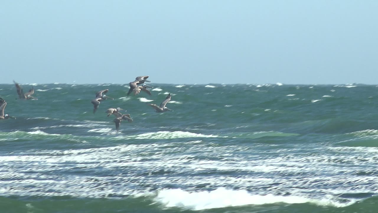 Seabirds flying near a cresting wave