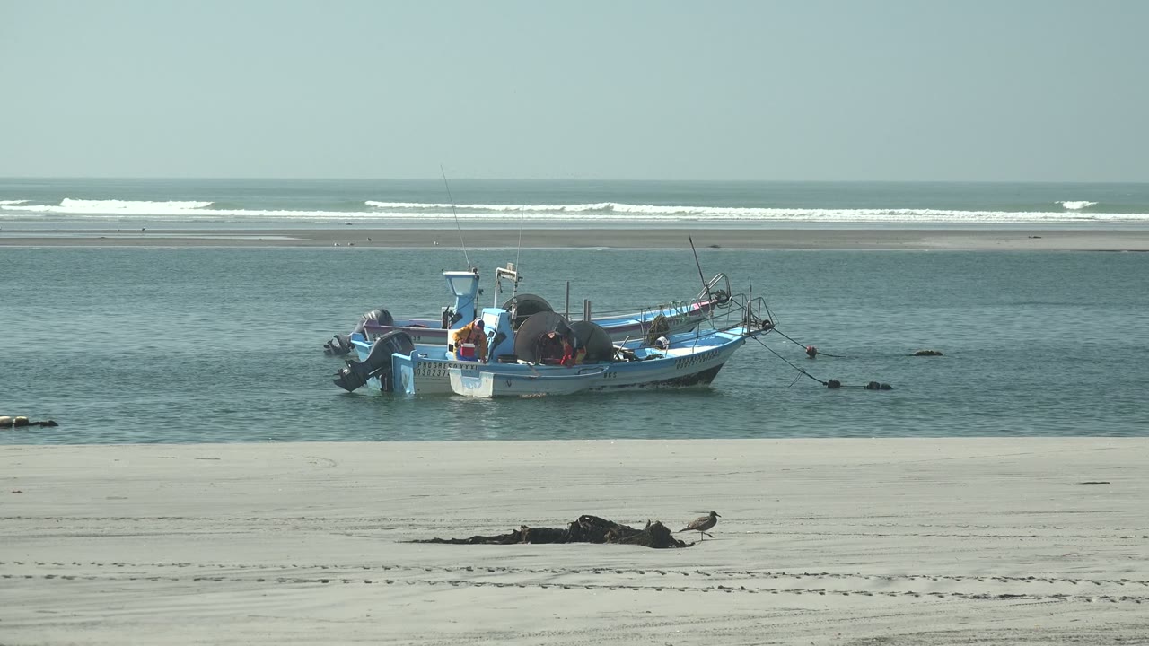 The La Bocana beach view holds on the blue fishing boat and shallow water while the shorebird appears to the right of the dark seaweed in the foreground, with no visible people.