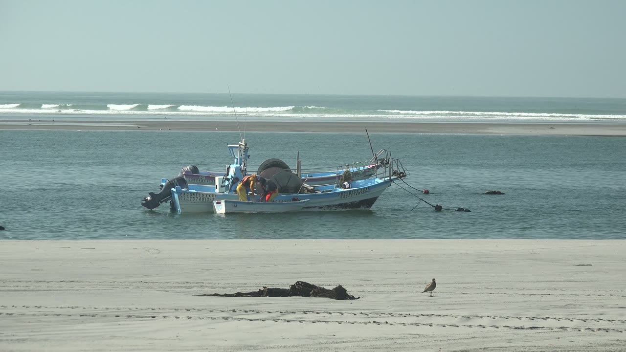 Anchored blue boat in shallow water with seaweed and a bird on the sand.
