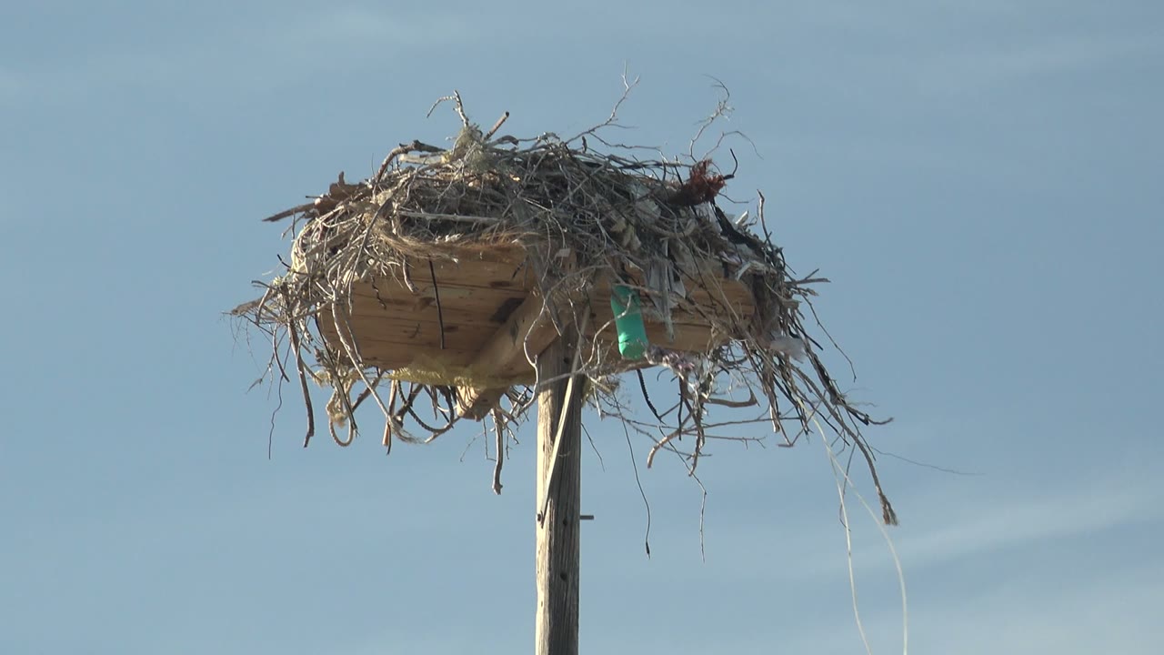 At 0:00, a twig bird nest rests on a wooden platform atop a pole in San Carlos, Baja California Sur, Mexico, with blue sky behind it and no visible people.