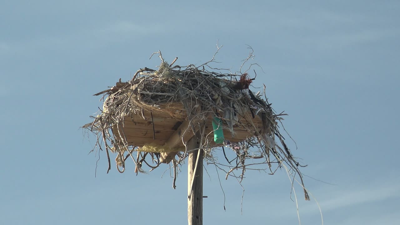 Bird nest of twigs on a raised wooden platform.