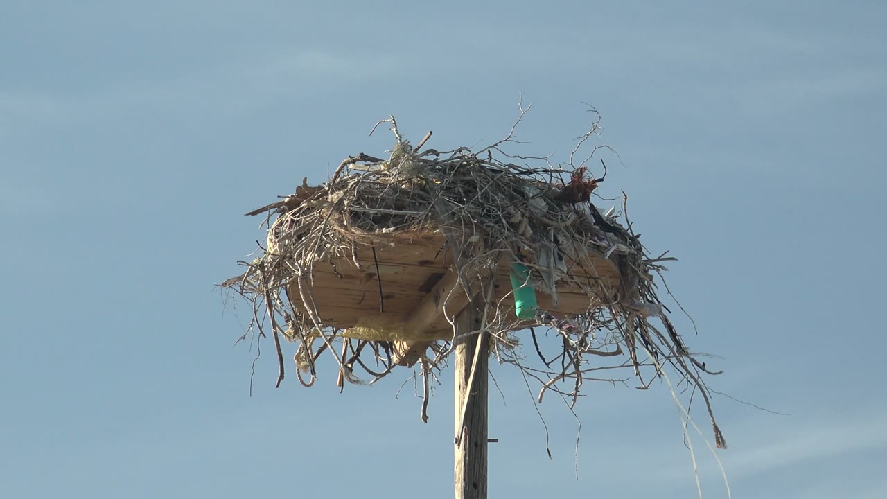 At 0:02, the twig nest sits on its wooden platform against pale blue sky in San Carlos, with loose strands hanging from the underside and no visible people.