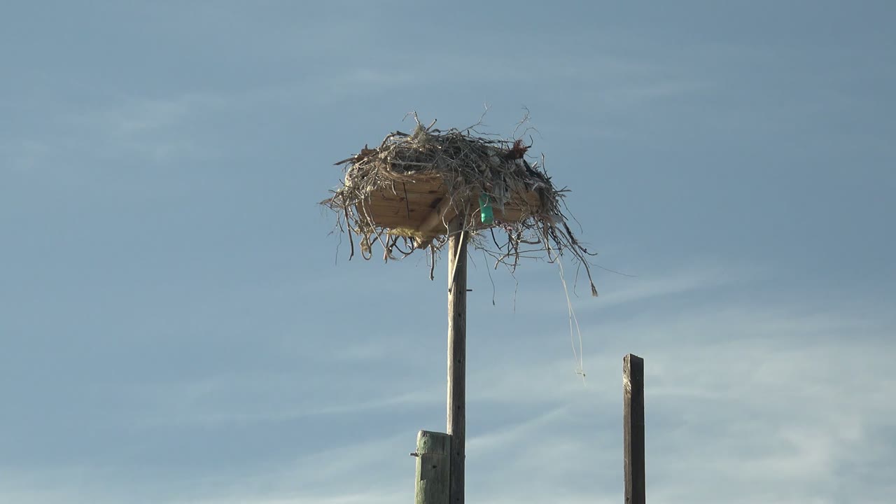 A bird's nest sits high on a utility pole in San Carlos, Baja California Sur, Mexico, with a blue sky and thin white clouds behind it and no visible people.