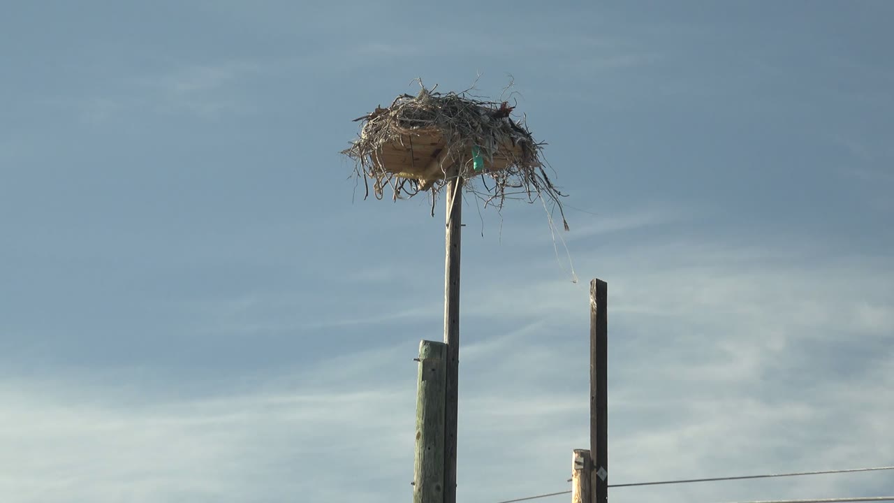 Bird's nest above a utility pole with another pole edge entering the frame.