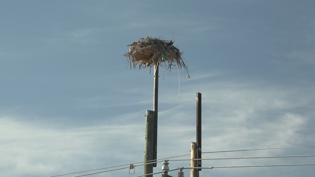 A nest tops the main pole in San Carlos, Baja California Sur, Mexico, with another pole, power lines, and small insulators visible to the right under the blue and white sky, with no visible people.