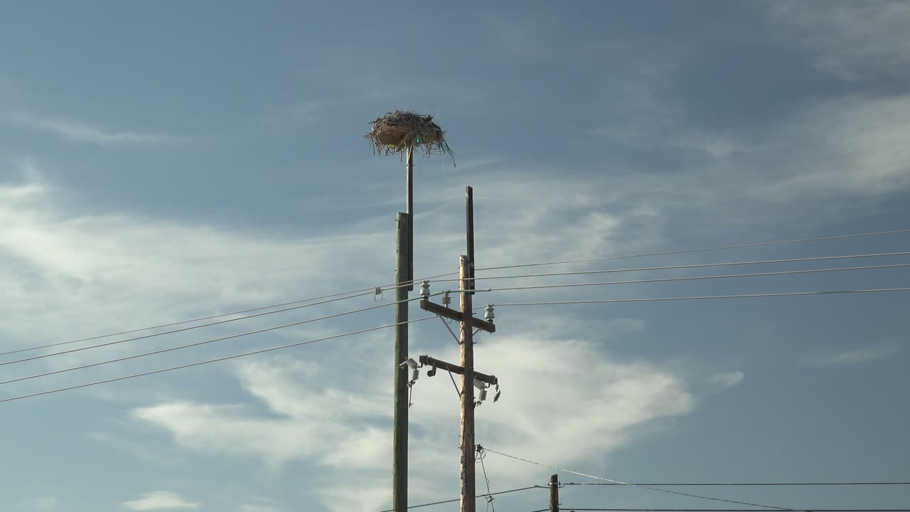 A utility pole topped with a bird nest stands against blue sky and thin clouds in San Carlos, Baja California Sur, Mexico, with no visible people.