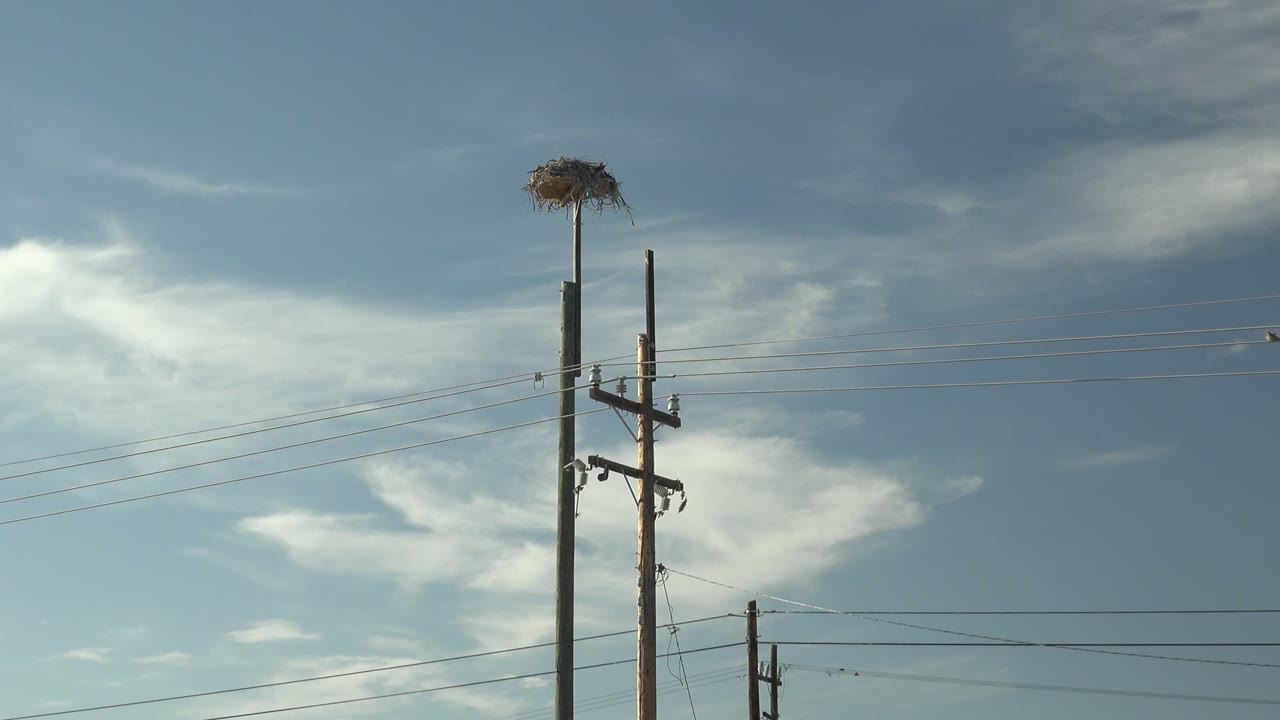 The nest remains near the top of the frame while multiple power lines cross a blue and clouded sky in San Carlos, Baja California Sur, Mexico, with no visible people.