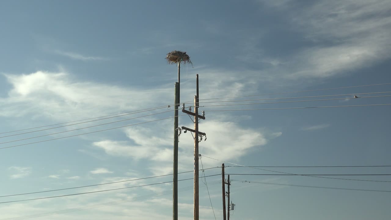 A tall utility pole carrying a nest rises above horizontal wires and a distant pole line under streaked clouds in San Carlos, Baja California Sur, Mexico, with no visible people.