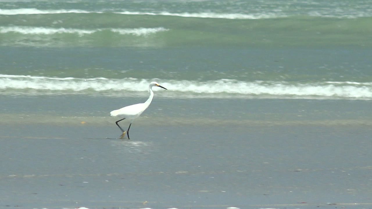 A white heron walks left to right across wet sand at La Bocana in Baja California Sur, Mexico, with a low line of foamy ocean wash behind it and no visible people.