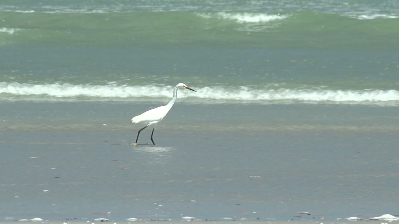 White heron stepping across flat wet beach sand