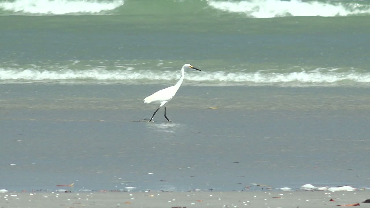A white heron continues along the wet shoreline in La Bocana, Baja California Sur, Mexico, with a brighter surf line running across the upper background and no visible people.