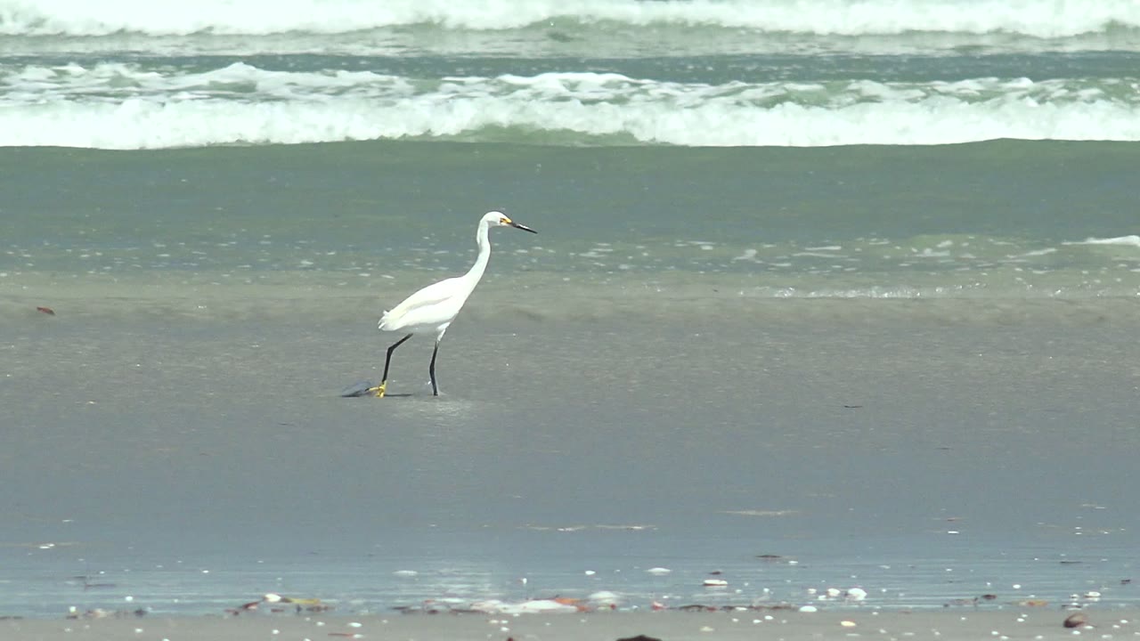 A white egret steps across wet sand at La Bocana, Baja California Sur, Mexico, with foamy ocean waves in the background and no visible people.