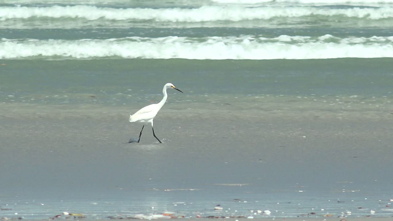 White shorebird mid-step on reflective sand near rolling waves