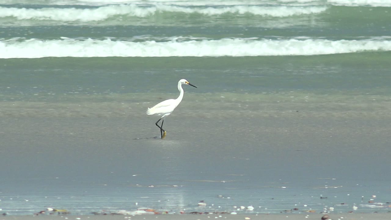 A white egret continues walking along the open beach at La Bocana, with horizontal foam lines across the upper background and no visible people.