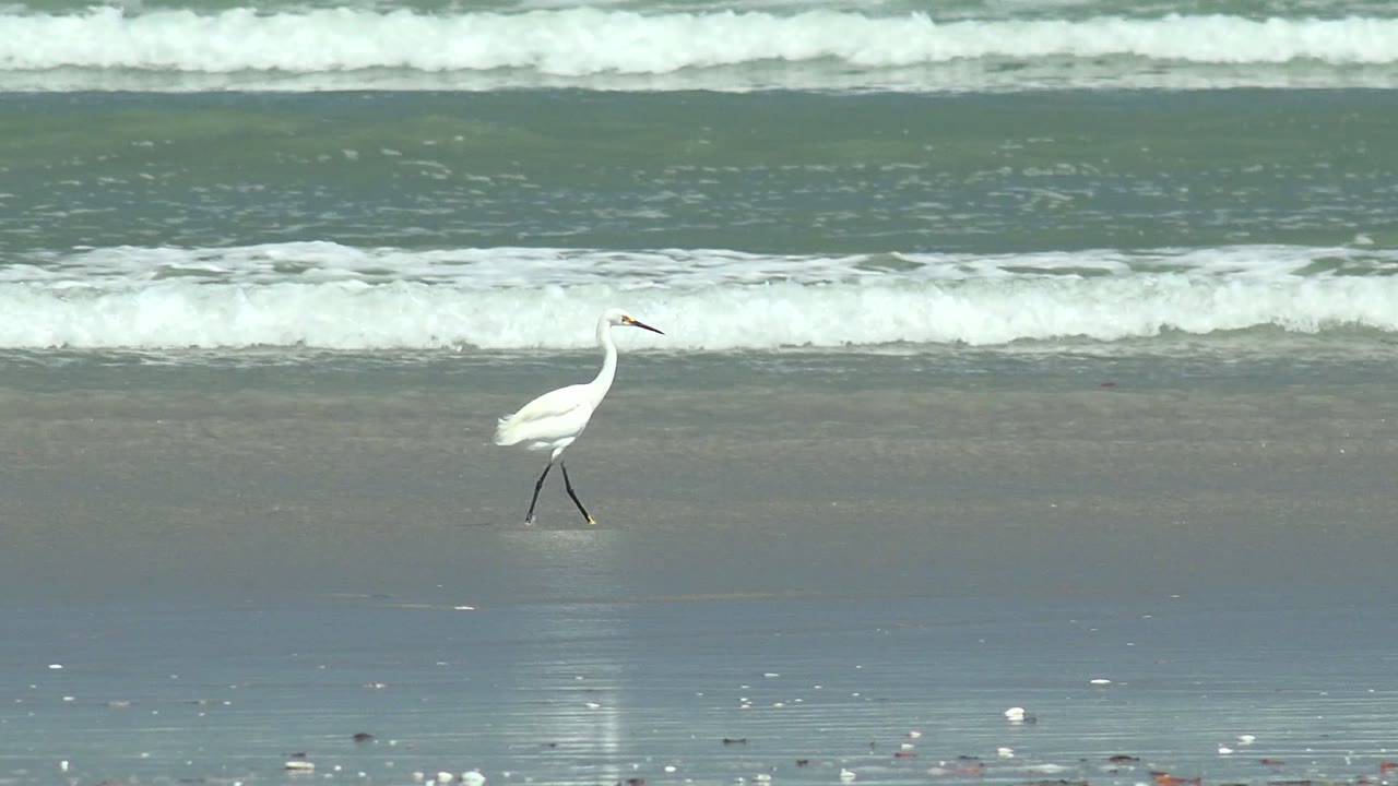 A white egret steps left across reflective wet sand at La Bocana, Baja California Sur, with white surf bands behind it and no visible people.