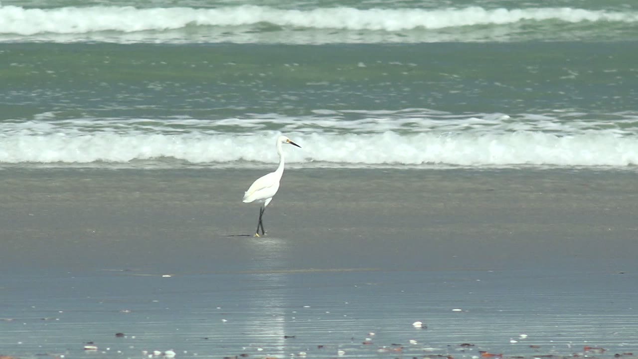 The egret appears near the center of the La Bocana shoreline, standing on wet sand as a thin wave line breaks behind it and no visible people appear.