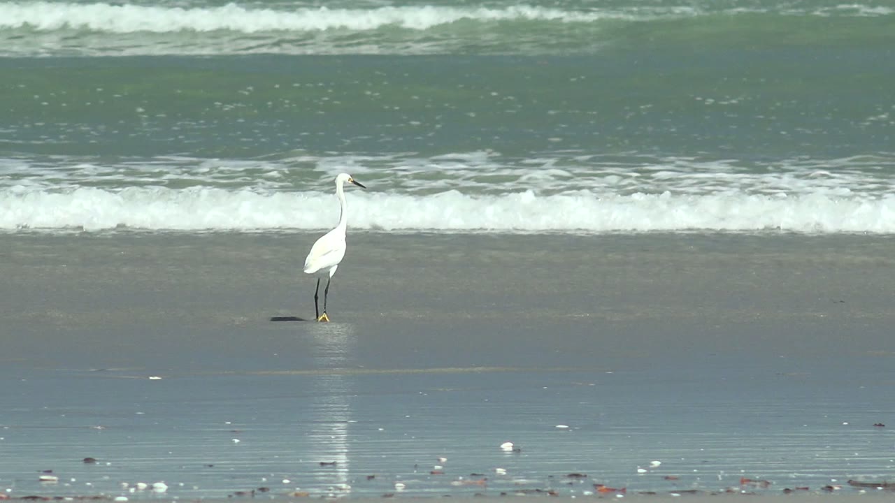 A white egret stands toward the right side of the frame on the reflective La Bocana beach, with darker water above the surf line and no visible people.