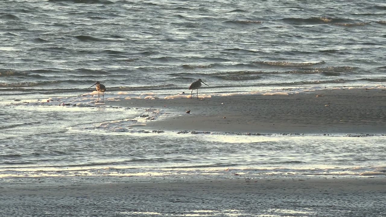Shorebirds stand on wet sand at the San Carlos, Baja California Sur shoreline while low ripples and foam lines cross the frame, with no visible people.